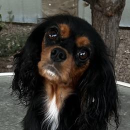 Zinka - Cavalier King Charles Spaniel