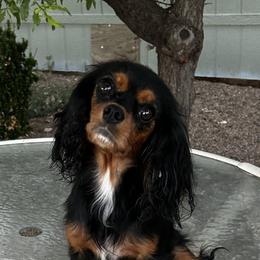Zinka - Cavalier King Charles Spaniel