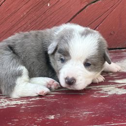 Betsy - Blue merle and white female American Corgi puppy in Preston, Idaho from KC Bar