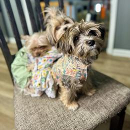 Shih Tzu and Yorkshire Terrier All Grown Up from Empire Yorkies