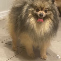 Pitufa - Pomeranian