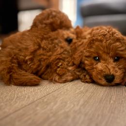 Edward - Red  male Poodle puppy in Jersey City, New Jersey from JuVar Standard Poodles