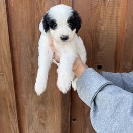 Holly - Black and white female Bernedoodle puppy in Yuba City, California from Ranch House Doodles