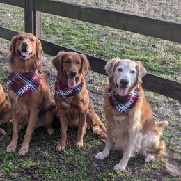 Golden Retrievers from Dotti Mikeska