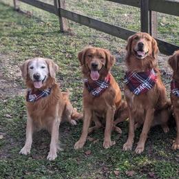Golden Retrievers from Dotti Mikeska