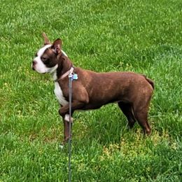 Cocoa - Boston Terrier
