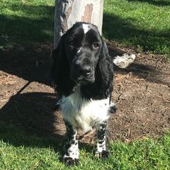 Blue - Field Spaniel