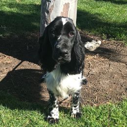 Blue - Field Spaniel