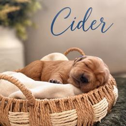 Cider - Golden male Golden Retriever puppy in San Bernardino, California from Thegoldendreams1