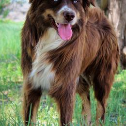 Gus - Australian Shepherd