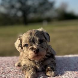 Henny - Brown merle female Aussiedoodle puppy in Fairmount, Georgia from Muscadine Meadows Farm