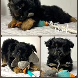 (1) Coal, BTM - Black tri male Miniature American Shepherd puppy in Huntington, Texas from JKKJ Farms