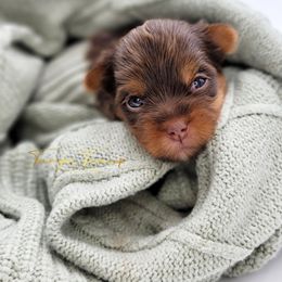 Maltese and Yorkshire Terrier Puppies from Tampa Teacup Puppies