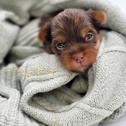 Maltese and Yorkshire Terrier Puppies from Tampa Teacup Puppies