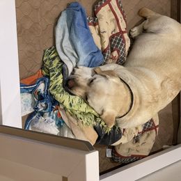 Labrador Retriever Puppies from Pea Ridge Labradors