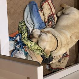 Labrador Retriever Puppies from Pea Ridge Labradors