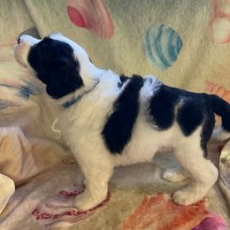Boy 2 - Black and white Portuguese Water Dog puppy in Waukesha, Wisconsin from High Tide PWDs
