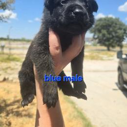 Boy5 - Black male Belgian Malinois puppy in Chico, Texas from North Texas Working Malinois