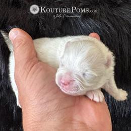 Diana - White female Pomeranian puppy in Charlotte, North Carolina from Kouture Pomeranians