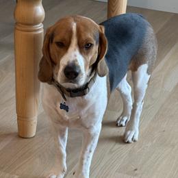Beagle All Grown Up from Whitney Ranch Beagles