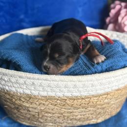 Betty - Tri-color female Cavapoo puppy in Sun City, Arizona from AZ Cavapoos
