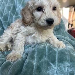 Murphy - Cream male Goldendoodle puppy in Lowville, New York from Adirondack Labradoodles