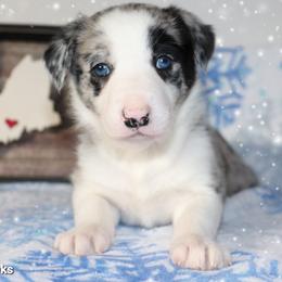 Border Collie Puppies from Lil Maine Border Collies