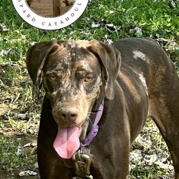 Hazel - Catahoula Leopard Dog