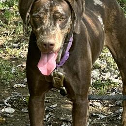 Hazel - Catahoula Leopard Dog