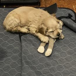 AKC Joe Cocker - Buff male Cocker Spaniel puppy in Garland, Texas from Palms Cocker Spaniels of Texas