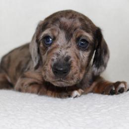 Clyde (very unique coat) - Dapple male Dachshund puppy in Fairfax, Iowa from Grayson’s Lovable Dachshunds
