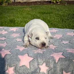 Orange - Blue speckled female Australian Cattle Dog puppy in Spokane, Washington from 4D Cattle Dogs