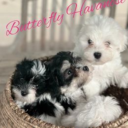 Havanese from Butterfly Havanese