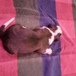 Delilah - Brown and white female Saint Bernard puppy in Lowpoint, Illinois from Minnie's Majestic Saints