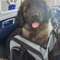 Leonberger Puppies from Magnolia Leos