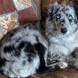 Australian Shepherds from D4R Australian Shepherds