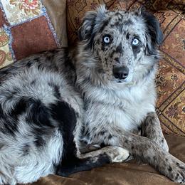 Australian Shepherds from D4R Australian Shepherds