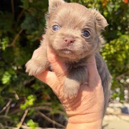Arlo - Chocolate blue male Chihuahua puppy in Newport Beach, California from Exotic City Pomeranians and chihuahuas