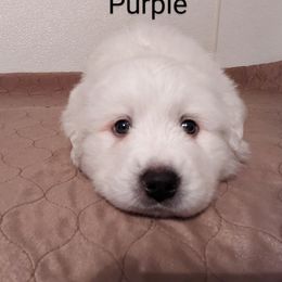 Great Pyrenees Puppies from Duck Creek Poultry Place & Wilson's Waterfowl