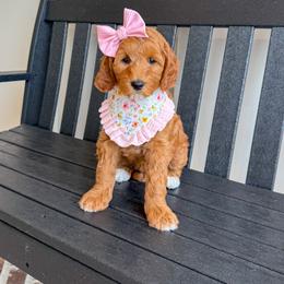 Ruby - Red  female Goldendoodle puppy in Bell Buckle, Tennessee from Precious Puptown Doodles