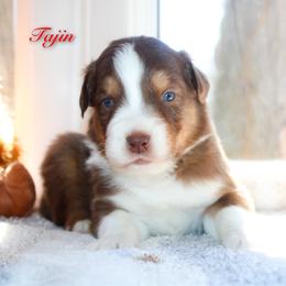 Tajin - Red tri-color male Australian Shepherd puppy in Coldwater, Michigan from Northern Star Australian Shepherds