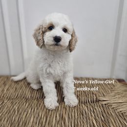 Yellow - Cream female Labradoodle puppy in Payson, Utah from Utah County Labradoodles
