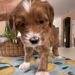 Yahtzee - Apricot male Goldendoodle puppy in Gilbert, Arizona from DogHouse Doodles