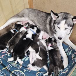 Flash (Boy 3) - Siberian Husky puppy from 16acreshuskies