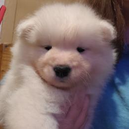 Samoyed Puppies from Limelight Samoyeds