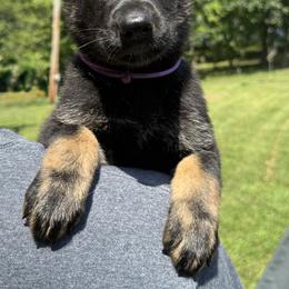 Pia Purple Female - Bi-color female German Shepherd puppy in Buffalo, West Virginia from Z Tykev Vino LLC