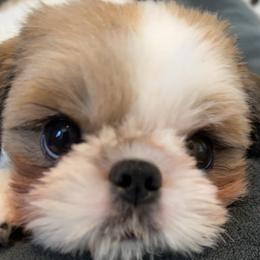 Retired Lexi - Red and white female Shih Tzu puppy in Gilbert, Arizona from 🌗 New Moon Shih Tzu 🌗