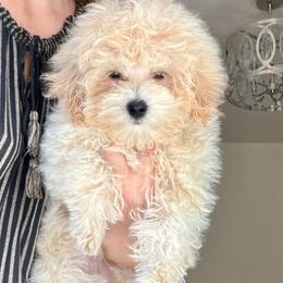 Hewey - Apricot male Maltipoo puppy in Charles City, Virginia from Historic triangle doodles
