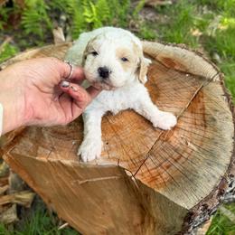 Ice - Parti male Goldendoodle puppy in Cherry Tree, Pennsylvania from Plum Creek Acres Next Generation