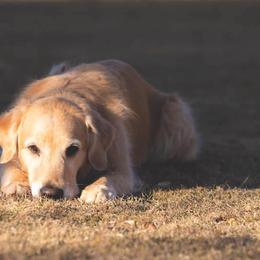 Golden Retriever All Grown Up from Lookout Golden Retrievers